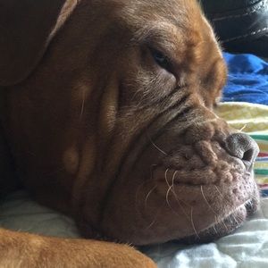 Meet your Posher, Robin